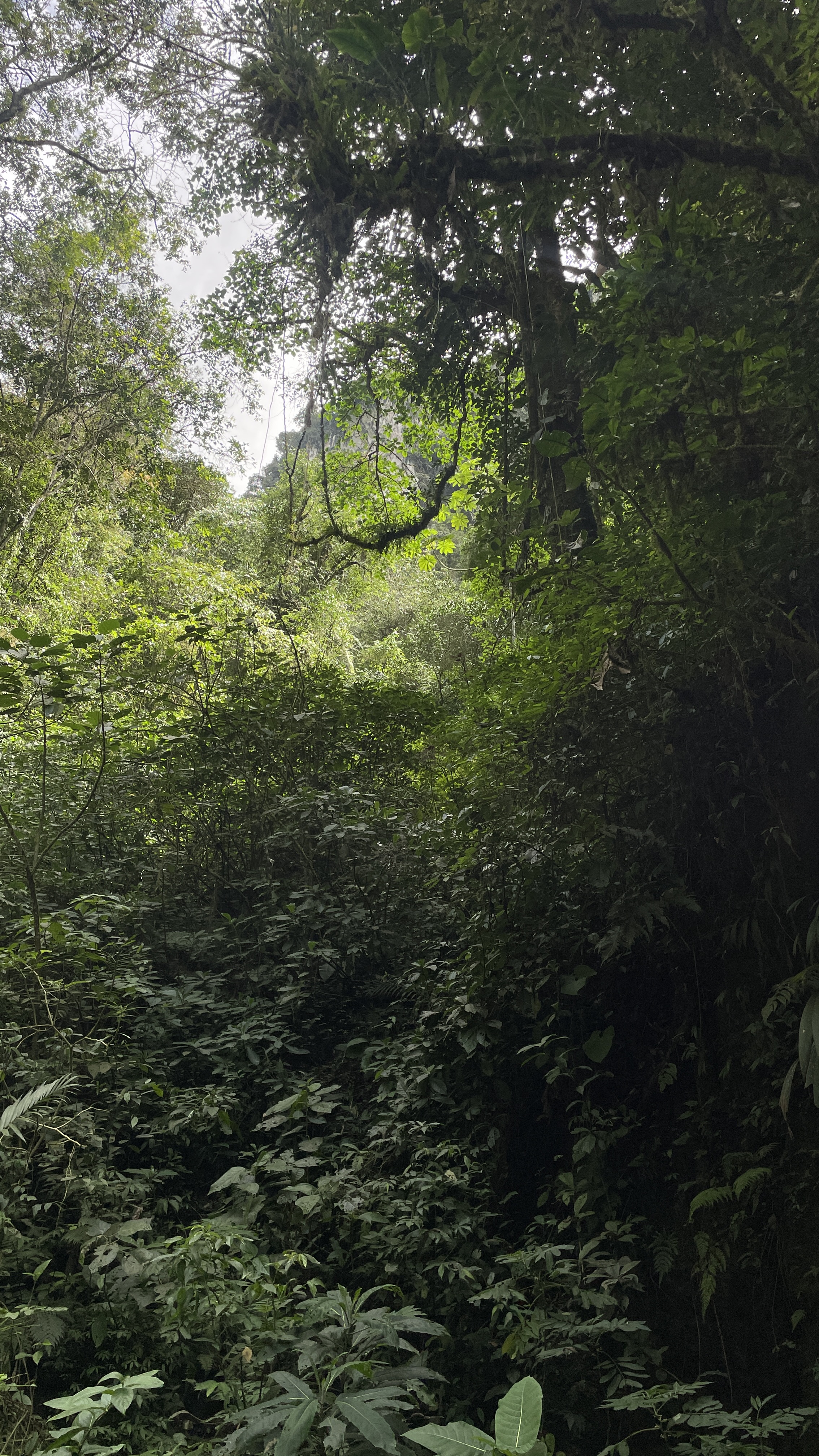 Caminata en el proyecto escuchador