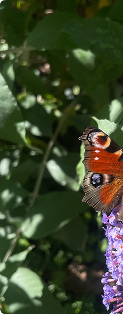 Mariposa posada sobre una hoja