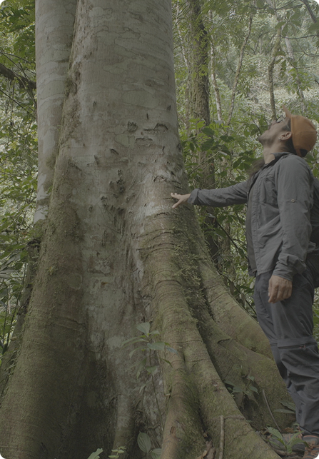 Persona observando un árbol de gran tamaño en la selva